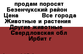 продам поросят .Безенчукский район  › Цена ­ 2 500 - Все города Животные и растения » Другие животные   . Свердловская обл.,Ирбит г.